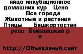 яйцо инкубационное домашних кур › Цена ­ 25 - Все города Животные и растения » Птицы   . Башкортостан респ.,Баймакский р-н